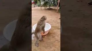 #Best Of #Cute #Dogs & #Funny #Cats 😂🤣 #Viral #Shorts #Reels #Tiktok #Video #animals #monkey