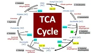 TCA Cycle | Crebs Cycle | Citric Acid Cycle | Biochemistry Basics