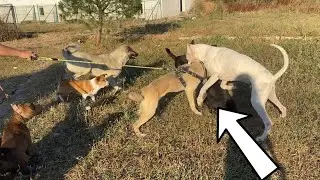 MARLA ŞİLA'YA TYSON MAZLUM'A DALDI BAHÇE KARIŞTI!