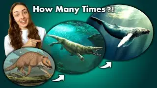 All the Times Mammals Went Back to Sea- From Walking Whales to Running Seals! GEO GIRL