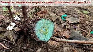 Истечение пасоки у винограда осеньюю- неблагоприятный прогноз на зимовку куста.