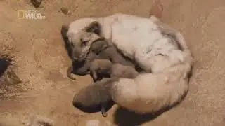 Удивительный, животный мир - Дикие животные Севера. 