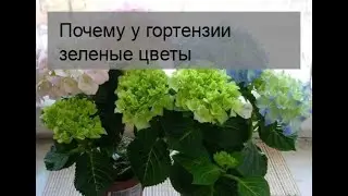 Почему у гортензии зеленые цветы