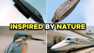 Power of Biomimicry: Nature-Inspired Sustainable Design Solutions | High On Design