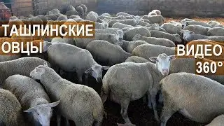 Овцы Ташлинской породы. КФХ Тимофеевых. Видео в формате 360° Анонс большого репортажа