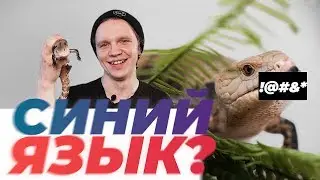 Синеязыкий сцинк! Почему язык синий? Проблемы содержания и их решения.