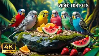 Cat TV for Cats :  Birds & Squirrels for Curious and Playful Cats 🕊️🐿️ 4K HDR