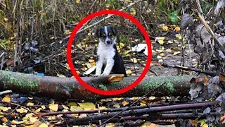 Foshnja qëndroi e hutuar pranë pemës, duke mos kuptuar pse ishte braktisur..