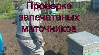 Проверка и Контроль маточников.