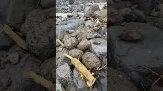 Hold on...those aren't rocks?