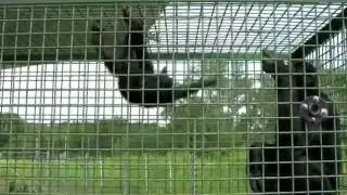 Baby Teco Plays With Nyota