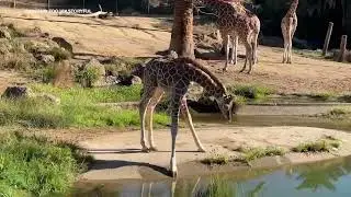 Long-legged baby giraffe struggles to drink from pond