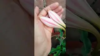 ASMR/relaxing Short video/amaryllis Lily blooming #relaxing