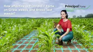 Principal® Forte: How Effective is it on Grass and Broadleaf Weeds?