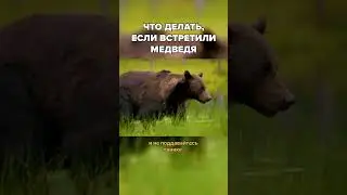 Что делать, если вы встретили в лесу медведя?