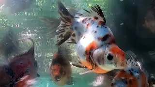 Goldfish Flowerhorn Fish Cute animals Videos