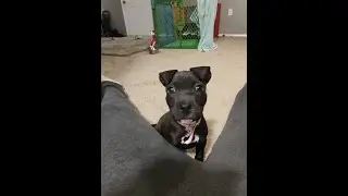 Couch Surviving With My Pit Mix Puppy