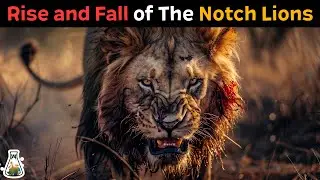 The Notch Lions - The Story of the Legendary Maasai Mara Coalition