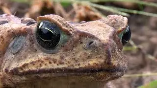 Marine Toads 01, Cane Toad