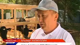 Конкурс осеменаторов 26 07 2016