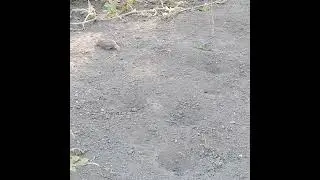 The house sparrow feeding fledgling