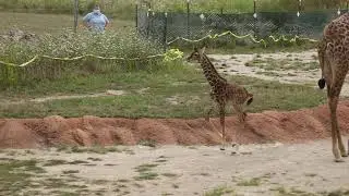 Baby giraffe makes public debut at Columbus Zoo