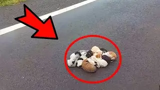 20 little puppies huddled together on the road! But then the incredible happened!