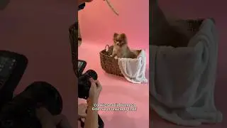 MI PERRITA SIENDO MODELO POR UN DÍA 🥹🐶 Mira el resultado! 