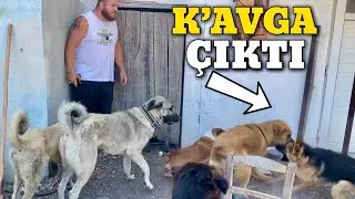 Köpeklere Almanya’dan Gelen Hediyeleri Paylaşamadı Mevzu Çıktı!