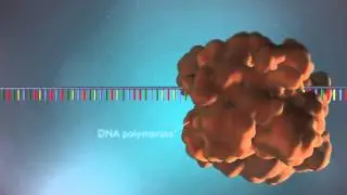 DNA replication - 3D