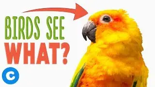 Did You Know These Fun Bird Facts? | Chewy