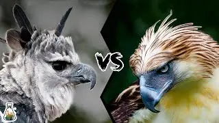 HARPY EAGLE VS PHILIPPINE EAGLE  - Who is the king of the eagles?