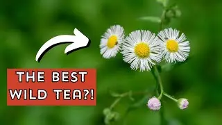 Fleabane, the best wild tea you've never had!