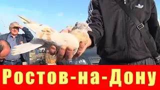 Птичий рынок. Ростов-на-Дону. [21.04.2024]