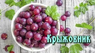 КРЫЖОВНИК - ЦЕННАЯ ЯГОДА ДЛЯ ЗДОРОВЬЯ