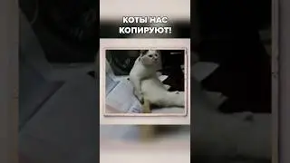 Эти котики за нами повторяют!