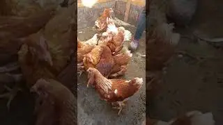 Молодая курочка | Молодка