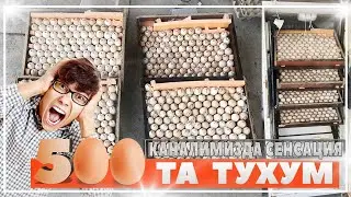 5🥚🥚 та тухум || Каналимизда сенсация | @alphaaziko3890