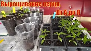 Выращивание перца от А до Я  Рассада перца  Выращивание