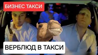 Высадил ВЕРБЛЮДА | Бизнес Такси Москва 