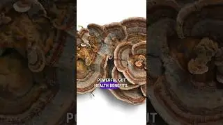 Turkey Tail Mushroom Gut Health Benefits