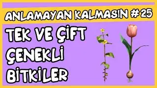Anlamayan Kalmasın #25 Tek Çenekli ve Çift Çenekli Bitkiler