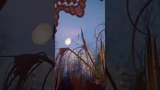 так распускается гименокаллис