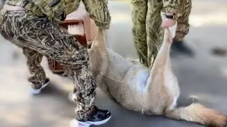АРХИВ! Олег Зубков спасает волков из ЗАТОПЛЕННОГО сейчас Херсонского зоопарка!