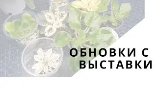 Новые фиалки с выставки. И пара орхидей