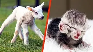 ВЫ НЕ ПОВЕРИТЕ! ЖИВОТНЫЕ МУТАНТЫ В РЕАЛЬНОЙ ЖИЗНИ!