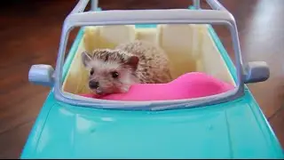 ТОП 5 лучшие видео про ежика. Смешной ежик. TOP 5 funny hedgehog