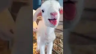 Baby goat Sound - Calling mom 