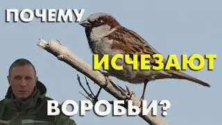 Почему исчезают домовые воробьи? 8 гипотез / Репортаж орнитолога