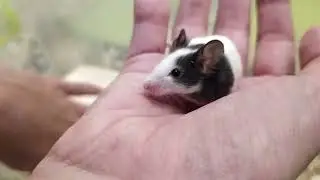 ЯПОНСКИЕ МЫШИ. САМЫЙ МАЛЕНЬКИЙ ГРЫЗУН В МИРЕ!